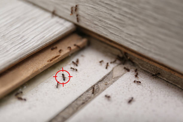 Best Residential Pest Control  in Island Park, NY