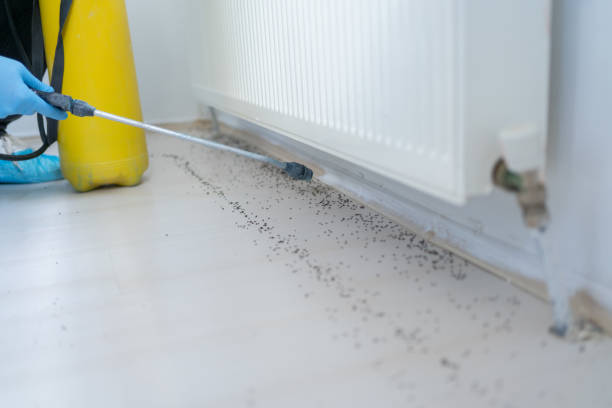 Best Pest Removal Services  in Island Park, NY